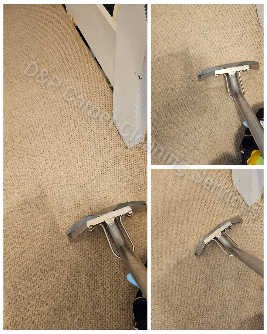 Carpet being deep cleaned with hot water extraction